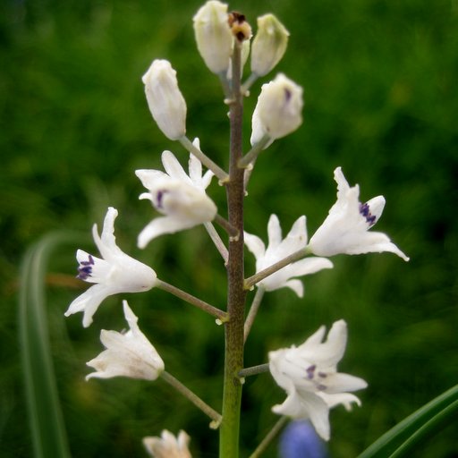 Bellevalia romana (hyacinthus romanus)